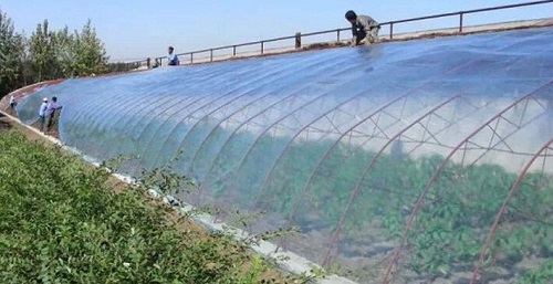 大棚吹膜用哪種增白劑？